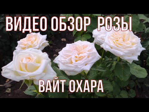 Роза Вайт Охара (White OHara ): характеристика и описание сорта с фото и  отзывы садоводов