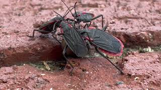 Red-shouldered bugs mating 2022