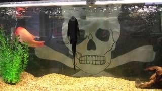 10 inch Red Devil Cichlid in 90G tank