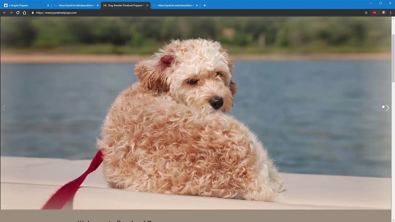 breed your dog website