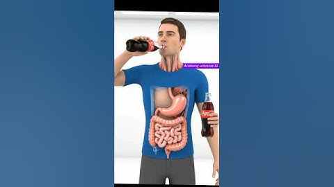 “What Really Happens Inside Your Body When You Drink Coca-Cola | 3D Digestive System Animation”