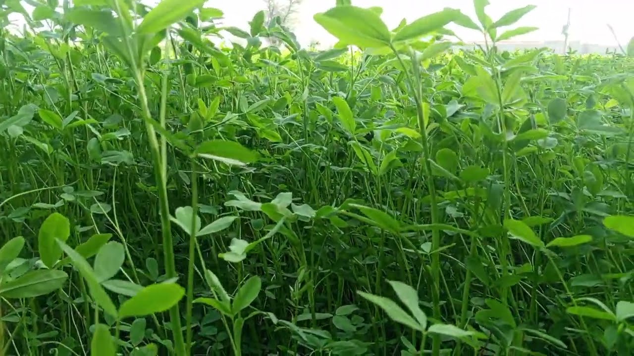 Beautiful Green Village Fields 🌿 | Peaceful Morning Nature Vlog