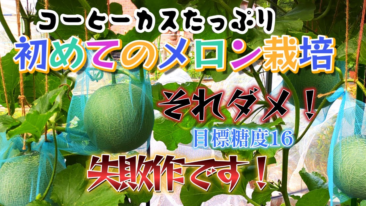 【独りぼっちの園芸部】初めてのメロン栽培！糖度を測る！これはやめましょう！失敗の中身と食べた感想。