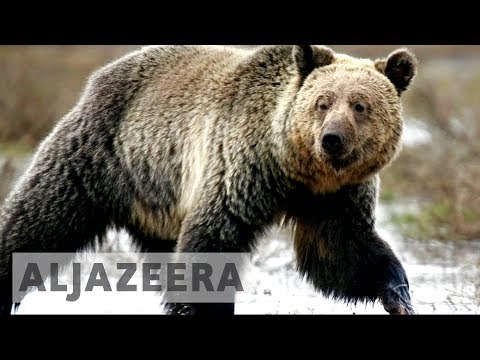 Video: Yellowstoneovy Grizzlie Jsou Pro Náš Svět Zásadní, Tak Proč Tedy Nebudeme Tvrději Bojovat Za Jejich Zachování?