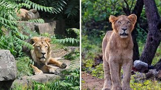 Asiatic Lion by Animal Lover 306 views 1 year ago 3 minutes, 11 seconds