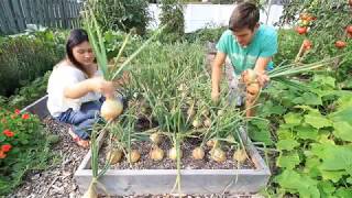 Our Biggest Onion Harvest to Date - 100% Organically Grown!