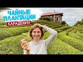 Турецкая Шри-Ланка. Чайные плантации Турции. Отель в горах Ризе. Турция 2020.