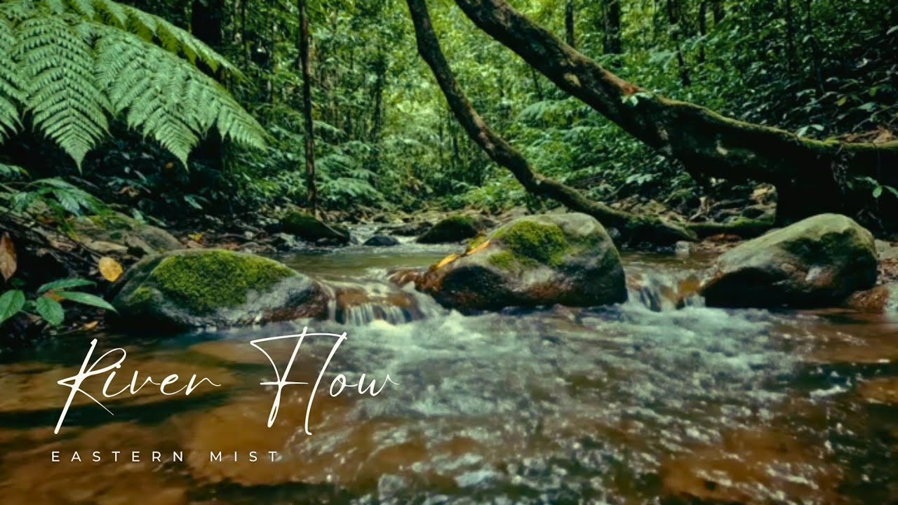 Gentle Flowing River in Lush Woodland | Relaxing Nature (2 Hours)