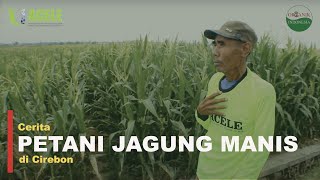PETANI JAGUNG MANIS CIREBON TIMUR - NUTRISI TANAMAN TERBAIK DI INDONESIA