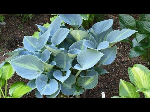 Video: Hosta Hos Hundar