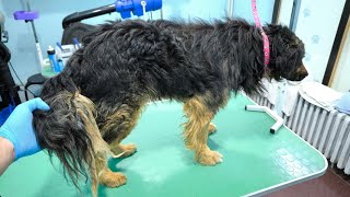 Grooming A Dog With A Matted Tail