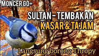 TERBARU! MASTERAN BURUNG TEMBAKAN Tajam dan Kasar, SULTANYA ISIAN BURUNG FIGHTER