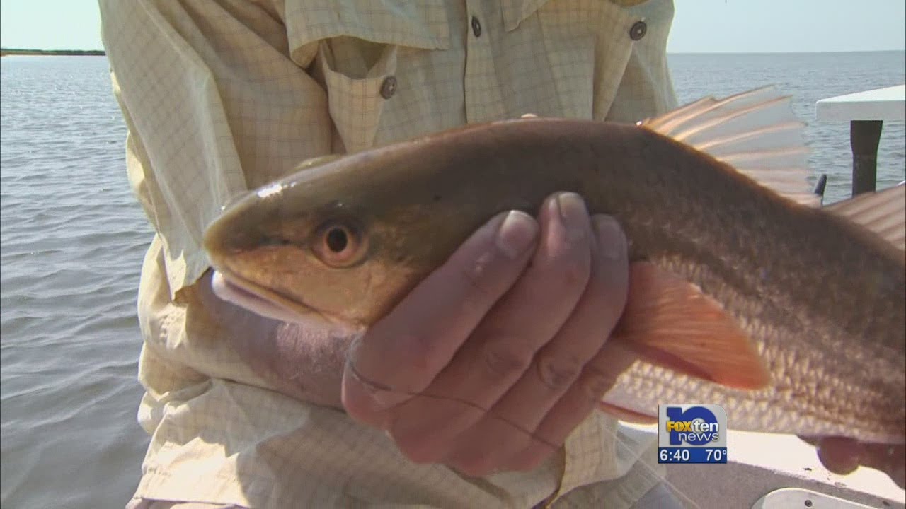 FLY FISHING ON THE GULF COAST YouTube