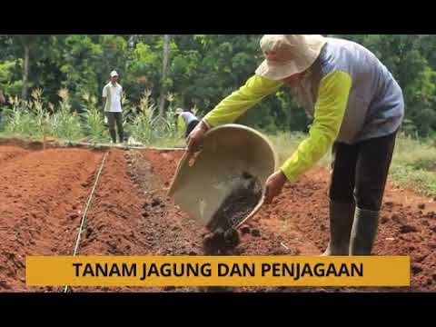 Tanam: Tanam jagung dan penjagaan