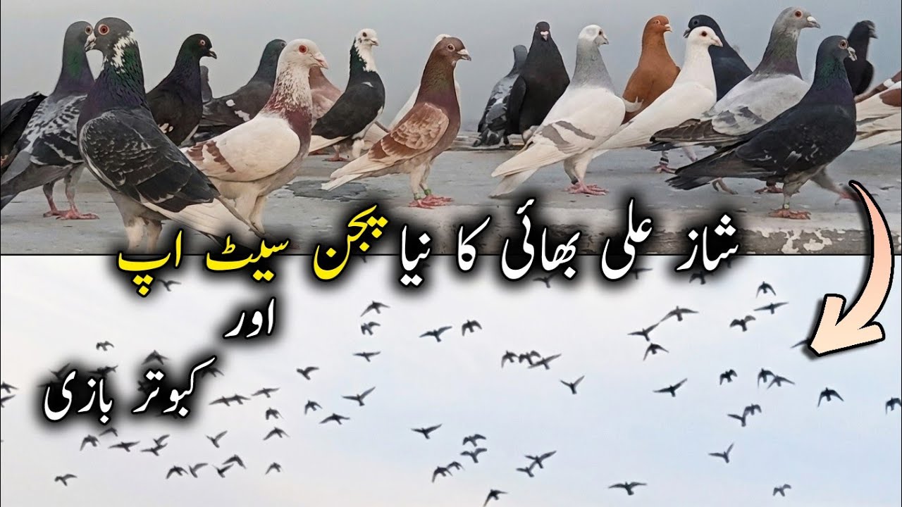 Shaz Ali Bhai ka Naya Pigeon Setup aur Kabootar Bazi | Badshahi Shoq