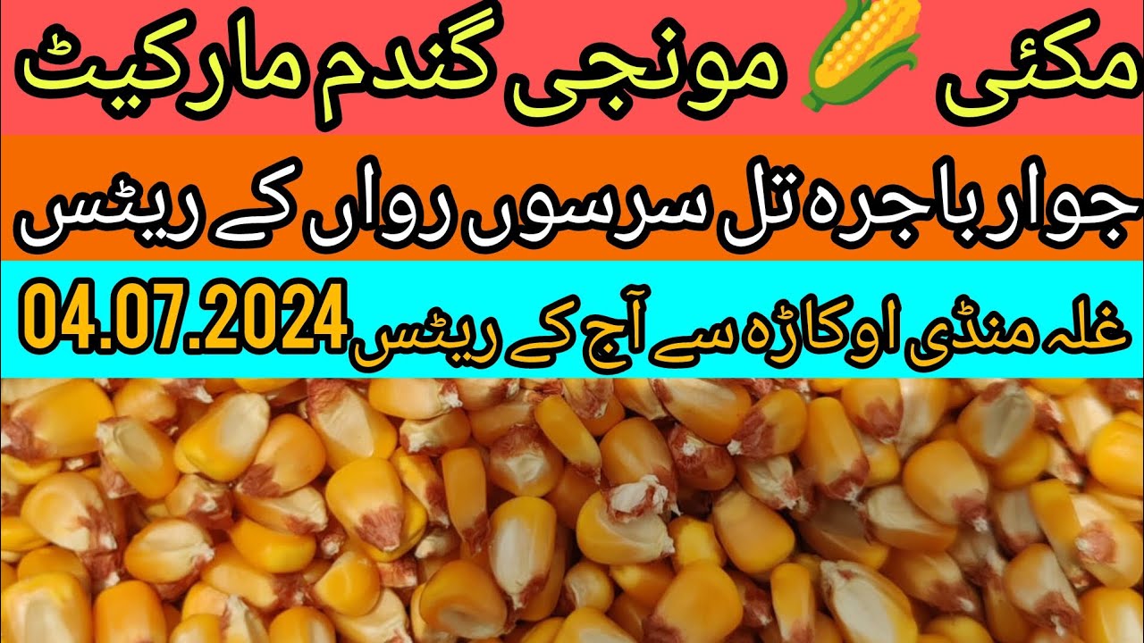 Maize Rate Sarson Janter Jawar Wheat Till Munji Rates Today Okara Mandi maize-rate-sarson-janter-jawar-wheat-till-munji-rates-today-okara-mandi