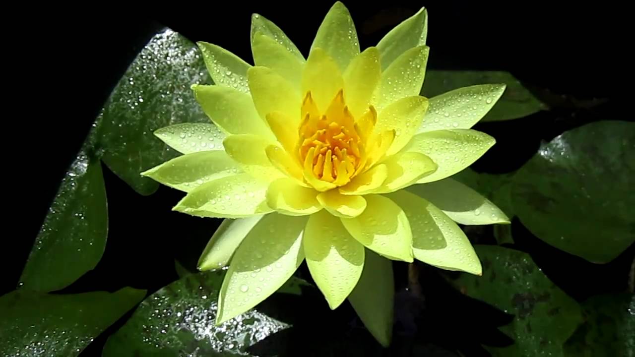 Yellow Water Lily Youtube