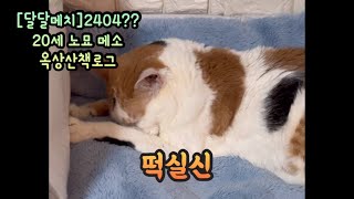 [달달메치]20세 노묘 메소_메소는 왜 떡실신을 했던가 #cat #고양이