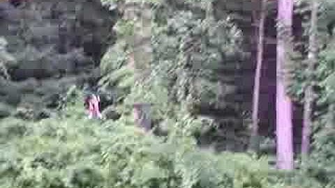 Align T-rex 450 Remote Control Helicopter Backyard Flying