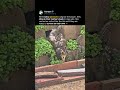 Just an Opossum Mom doing her best 😂