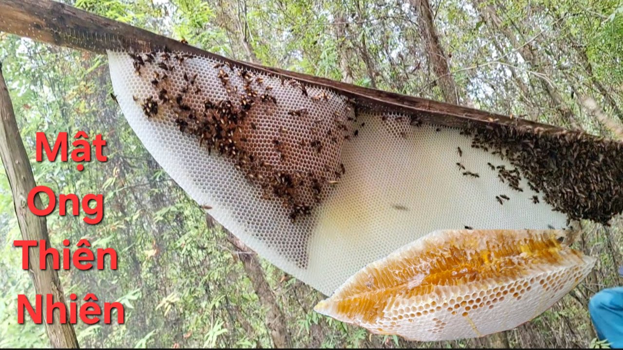 Cùng Bác Ba Với Chú Tám Đi Thu Hoạch Ong Kèo Gác. Thượng TV68