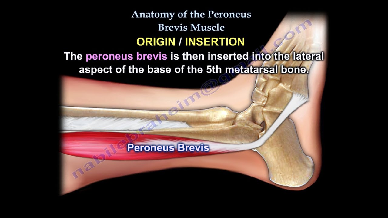 Anatomy Of The Peroneus Brevis Muscle - Everything You Need To Know