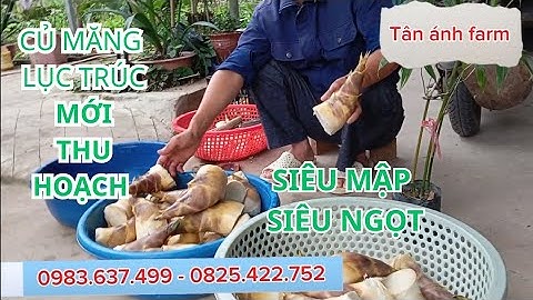 Măng lục trúc củ tròn, ruột đặc, không đắng. Hấp, xào, luộc món nào cũng đưa cơm.
