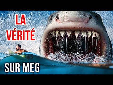 Vidéo: Les requins pelle sont-ils dangereux ?