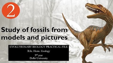 Study of fossils from models/pictures|evolutionary biology| written practical |Bsc Zoology| Studizza