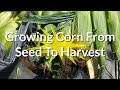 Growing Corn From Seed To Harvest: Starting Corn In Greenhouse With Pepple's Potager