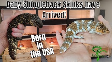 Baby Diamond Pythons and Baby Designer Green Tree Pythons Arrive!