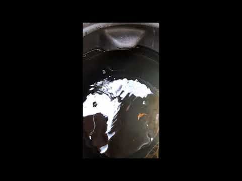 Mosquito-proofing my rain barrels with feeder fish