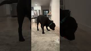 Puppy vs ball  #puppy #funnylabradorpuppy #dog #labradorpuppy #labrador