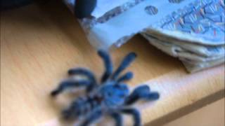 Avicularia Versicolor Handling
