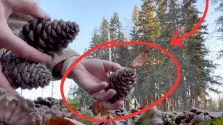 Celebrity Grab Christmas lights and pinecones for this magical new holiday idea! Profile