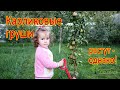 Карликовые груши.  Невозможное - возможно.