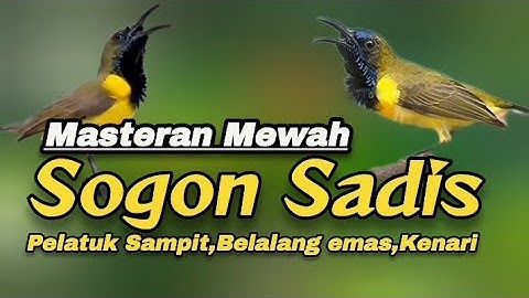 SOGON JUARA MATERI PELATUK SAMPIT,BELALANG EMAS,KENARI#masteranburung #sogon #sogokontong
