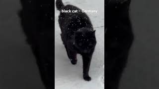 Black cat - Germany