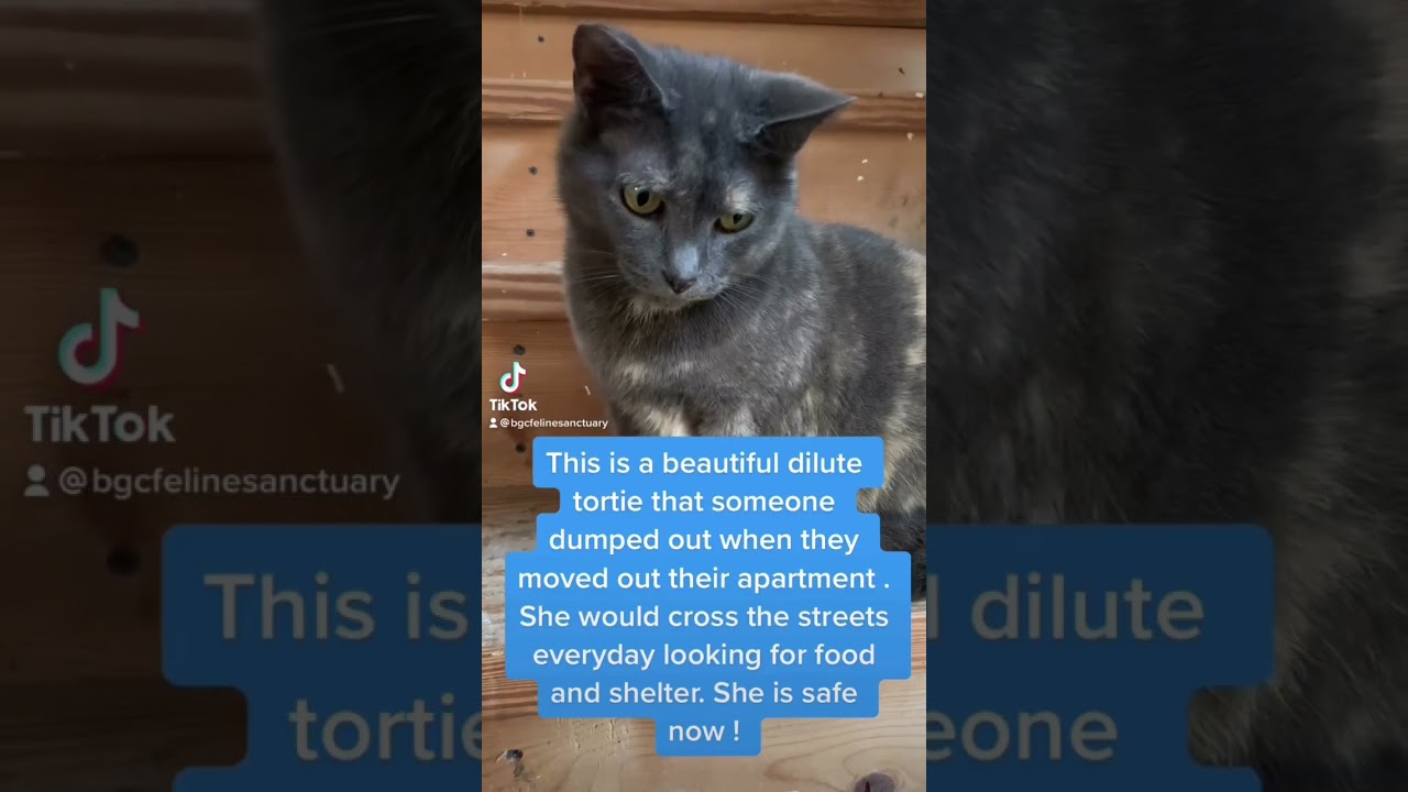 A beautiful rescues dilute tortie❤️