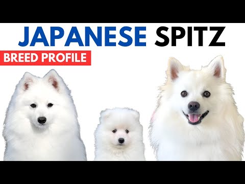 Japanese Spitz Breed Profile History Price Traits Japanese Spitz Grooming Needs Lifespan