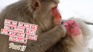 SNOW MONKEYS Eating Lices @ Jigokudani Park NAGANO by Adeyto  HUAWEI P20 PRO