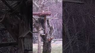 Two squirrels going squirrelly fighting flying ninja style. 3 rounds in 30 seconds.