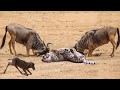 Power Of Mother Animals! Wildebeest Protect Newborn From Cheetah Hunting, Lion vs Leopard