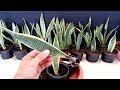 How to grow Snake plant from single Leaf / Sansevieria