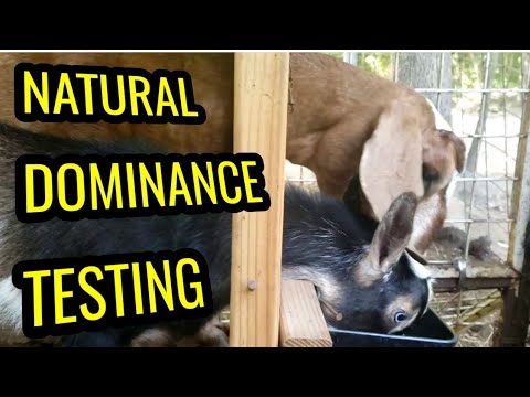 goat feeder diy GOAT FIGHTS - everyone is mean to Little JoJo (no animals were harmed)