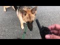 Are E-collars cruel? Do electric collars SHOCK dogs? Is a vibrating collar better than an e-collar? Are E-collars cruel? Do electric collars SHOCK dogs? Is a vibrating collar better than an e-collar?