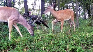 Buck’n Turkeys, Hungry Kitty, And Limping Coyote: Trail Cam Highlights 8.7.25