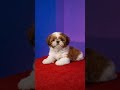 shituzu #lovers #puppy #cute #pets #dog
