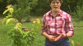 Limb Spreading and Peach Tree Borer