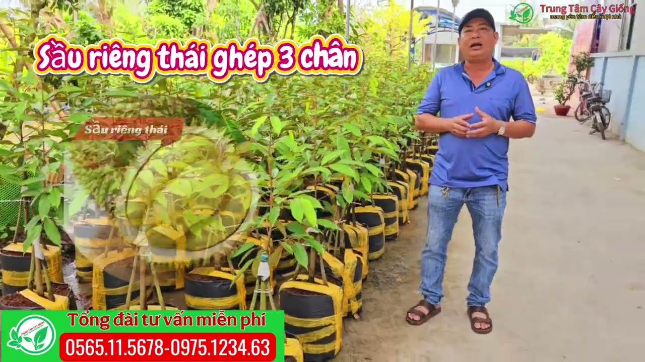 Sầu riêng thái ghép 3 chân giúp cây phát triển vượt bậc năng suất cao